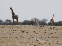 Etosha2011013 : Etosha, Leisurewheels, Me, Namibia