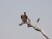 Etosha2011014 : Etosha, Leisurewheels, Me, Namibia