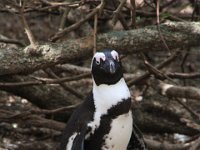 BouldersBeach008 : 2016, Boulders Beach, Penguins, West Coast