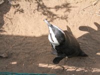 BouldersBeach009 : 2016, Boulders Beach, Penguins, West Coast