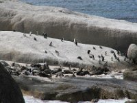 BouldersBeach011 : 2016, Boulders Beach, Penguins, West Coast