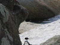 BouldersBeach021 : 2016, Boulders Beach, Penguins, West Coast