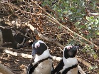 BouldersBeach023 : 2016, Boulders Beach, Penguins, West Coast