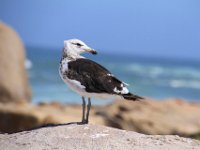 CapeColumbine089 : 2016, Birds, Cape Columbine, West Coast