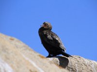 CapeColumbine098 : 2016, Birds, Cape Columbine, West Coast