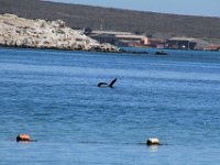 Langebaan013 : 2016, Langebaan, West Coast